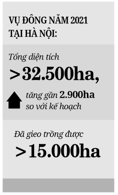 Hỗ trợ nông dân Hà Nội sản xuất vụ đông 2021 - Ảnh 4.