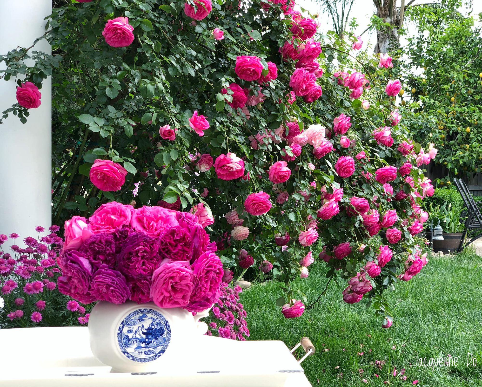 Ngẩn ngơ ngắm vườn hồng đẹp như cổ tích của mẹ Việt ở Mỹ - Ảnh 8.