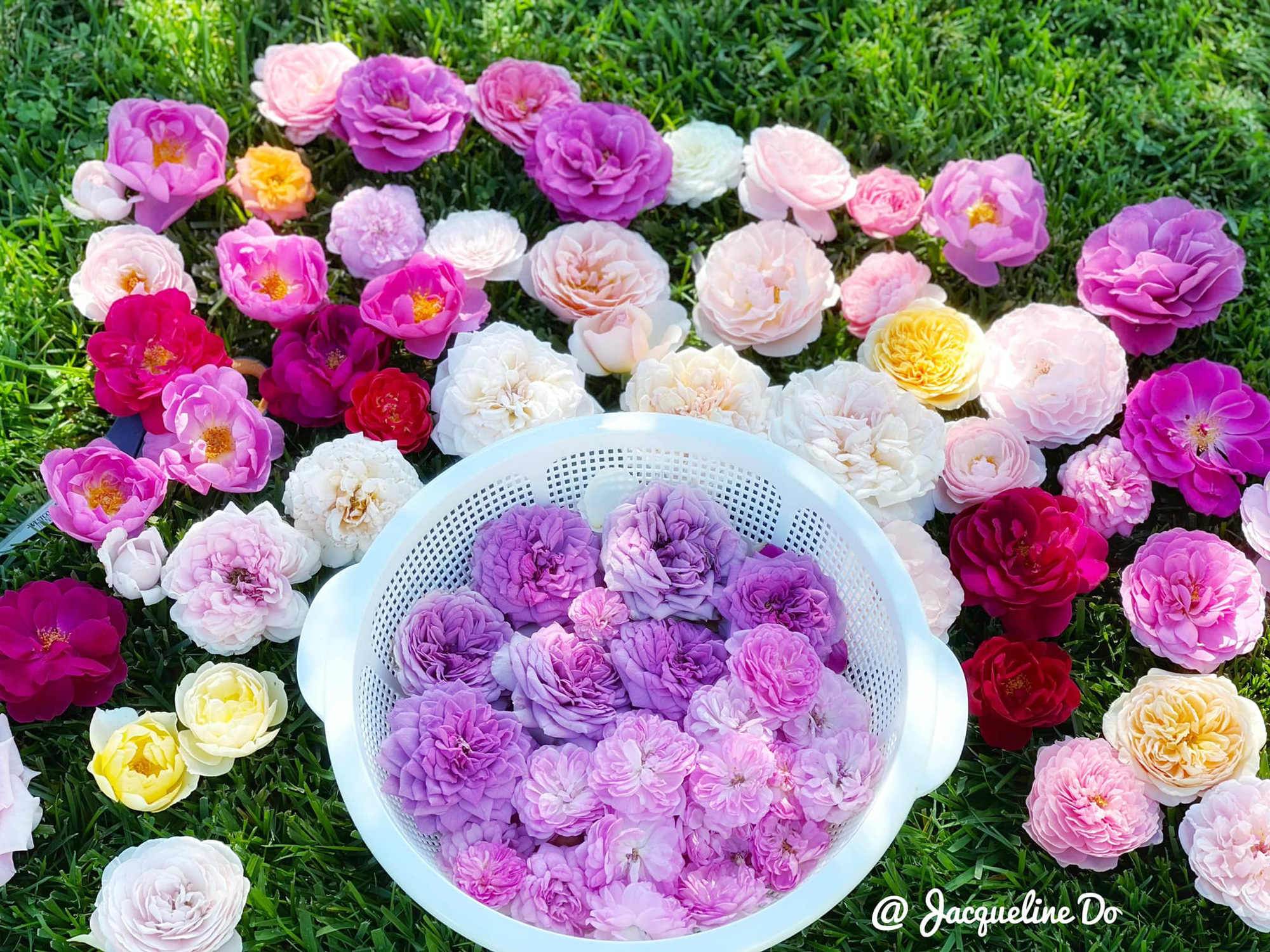 Ngẩn ngơ ngắm vườn hồng đẹp như cổ tích của mẹ Việt ở Mỹ - Ảnh 10.