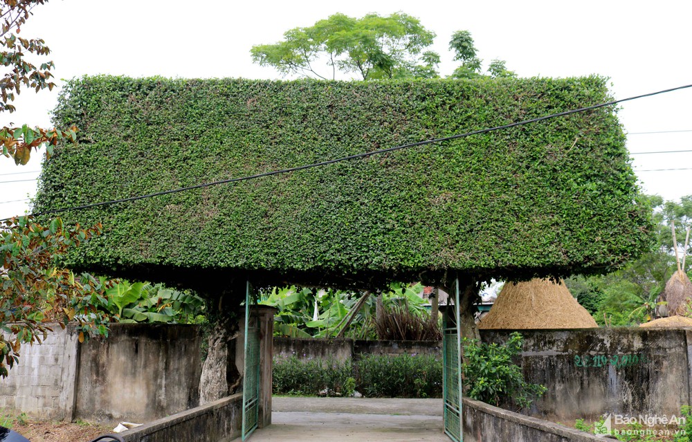 Những cây duối thế, dáng độc đáo ở xứ Nghệ: Cây hình nấm, cây hình kiệu, đáng chú ý cây hình chùa Một Cột - Ảnh 2.