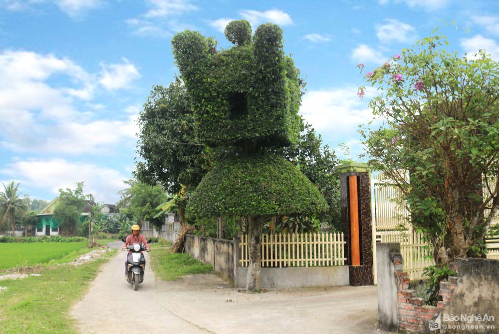 Những cây duối thế, dáng độc đáo ở xứ Nghệ: Cây hình nấm, cây hình kiệu, đáng chú ý cây hình chùa Một Cột - Ảnh 3.