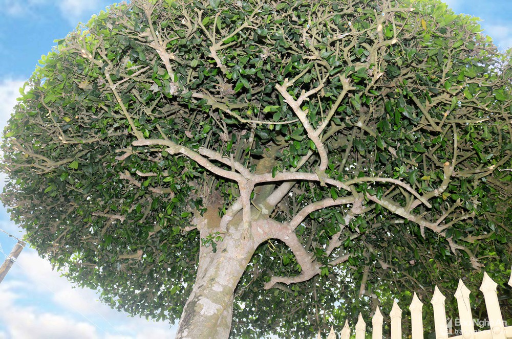 Những cây duối thế, dáng độc đáo ở xứ Nghệ: Cây hình nấm, cây hình kiệu, đáng chú ý cây hình chùa Một Cột - Ảnh 4.