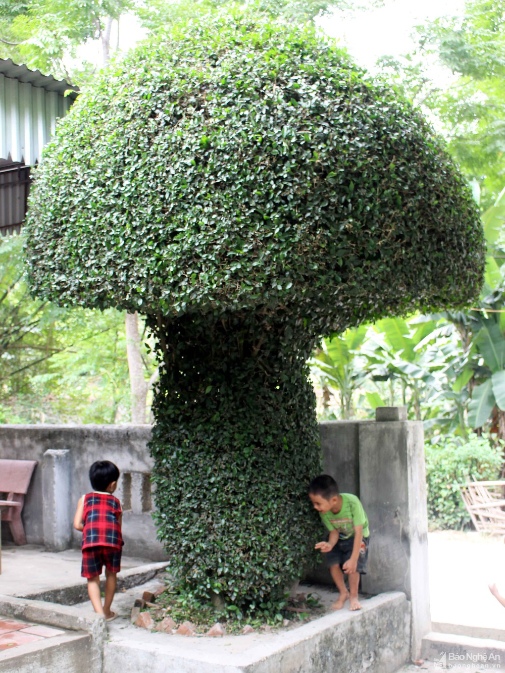 Những cây duối thế, dáng độc đáo ở xứ Nghệ: Cây hình nấm, cây hình kiệu, đáng chú ý cây hình chùa Một Cột - Ảnh 6.