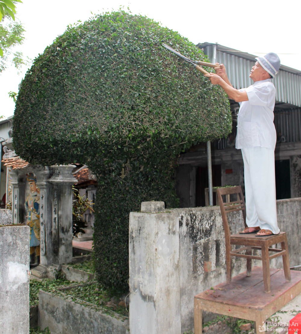 Những cây duối thế, dáng độc đáo ở xứ Nghệ: Cây hình nấm, cây hình kiệu, đáng chú ý cây hình chùa Một Cột - Ảnh 7.