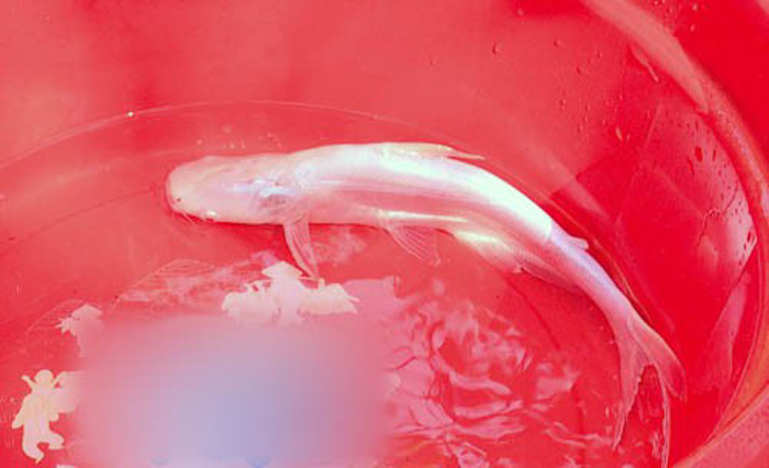 Lươn khủng màu vàng tươi dài đến 1,1m và những động vật đột biến kỳ bí có một không hai ở Việt Nam - Ảnh 11.