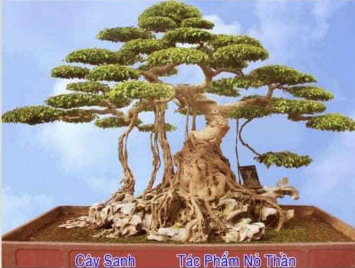 Phú Thọ: Ngắm đã mắt dàn cây cảnh cổ thụ độc lạ ở vườn cây di sản có một không hai ở Việt Nam - Ảnh 6.