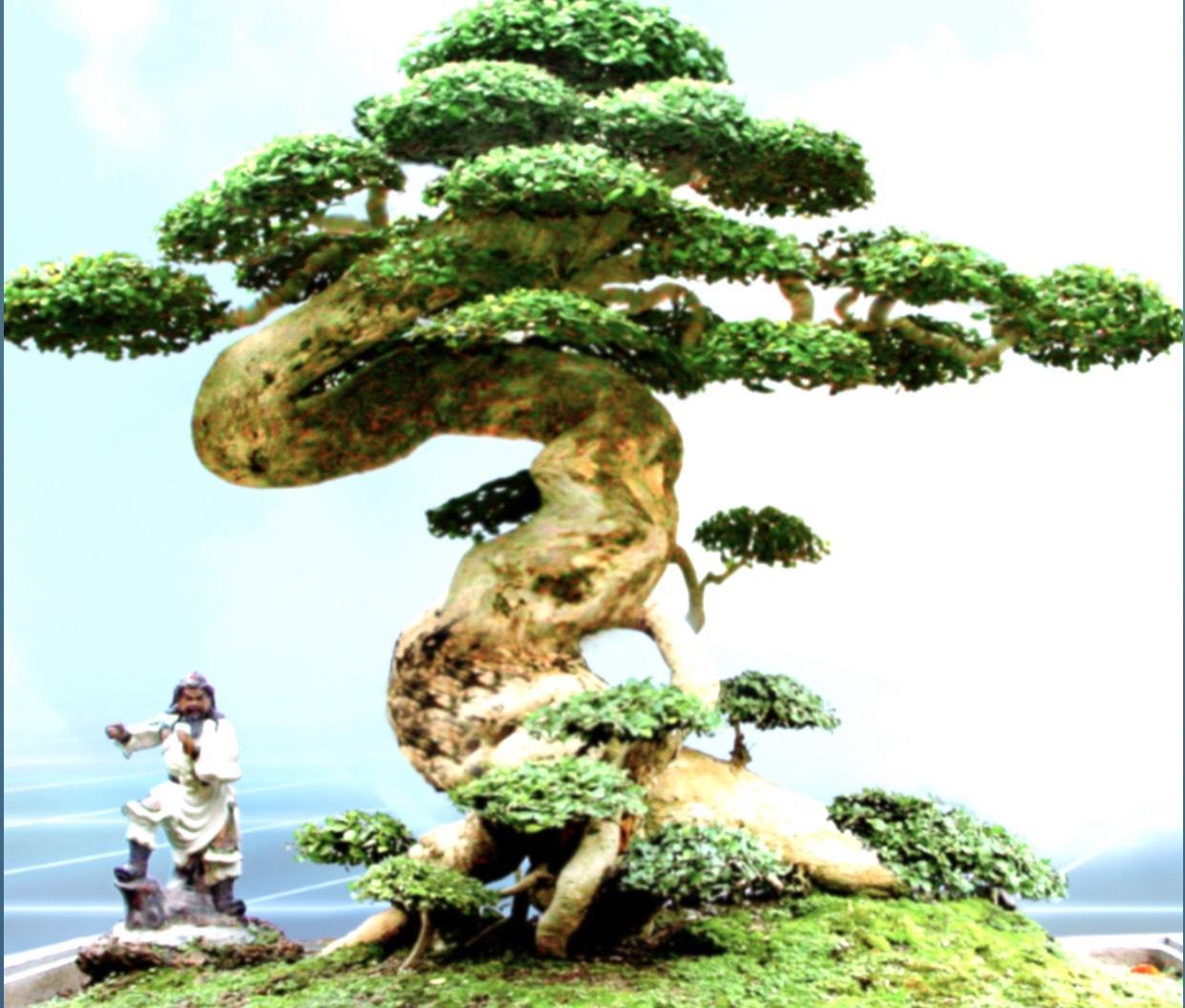 Phú Thọ: Ngắm đã mắt dàn cây cảnh cổ thụ độc lạ ở vườn cây di sản có một không hai ở Việt Nam - Ảnh 4.