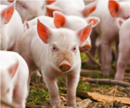 Ngành chăn nuôi lợn cuối năm 2021 đang đối mặt với điều gì? - Ảnh 2.