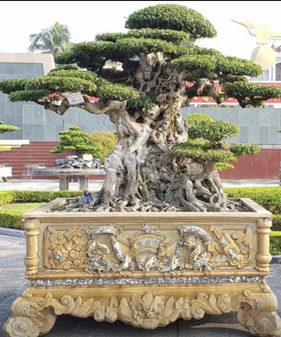 Phú Thọ: Ngắm đã mắt dàn cây cảnh cổ thụ độc lạ ở vườn cây di sản có một không hai ở Việt Nam - Ảnh 7.