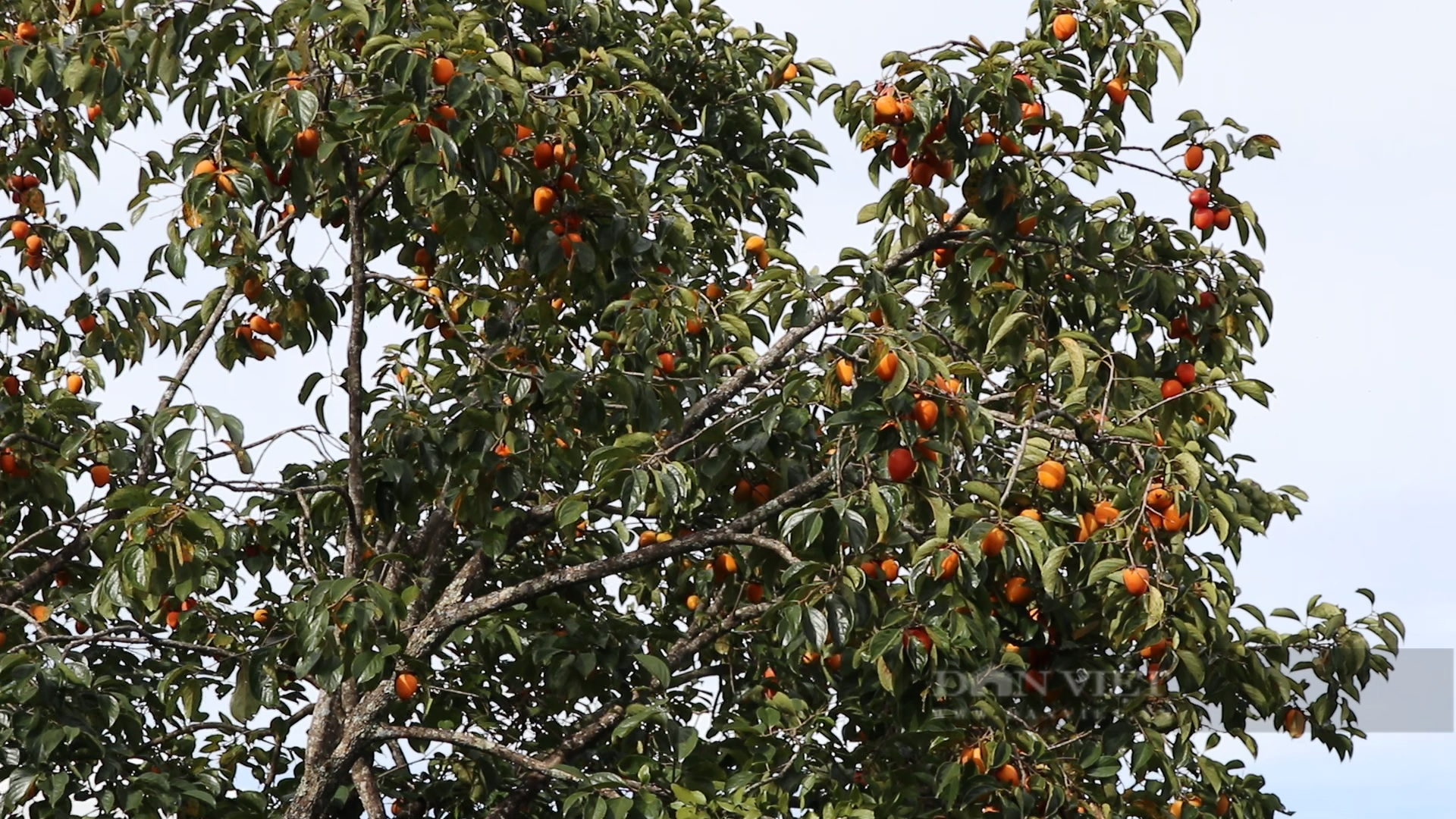 Vì sao người làm hồng treo gió Đà Lạt phải &quot;mát xa&quot; cho hồng mỗi ngày? - Ảnh 2.