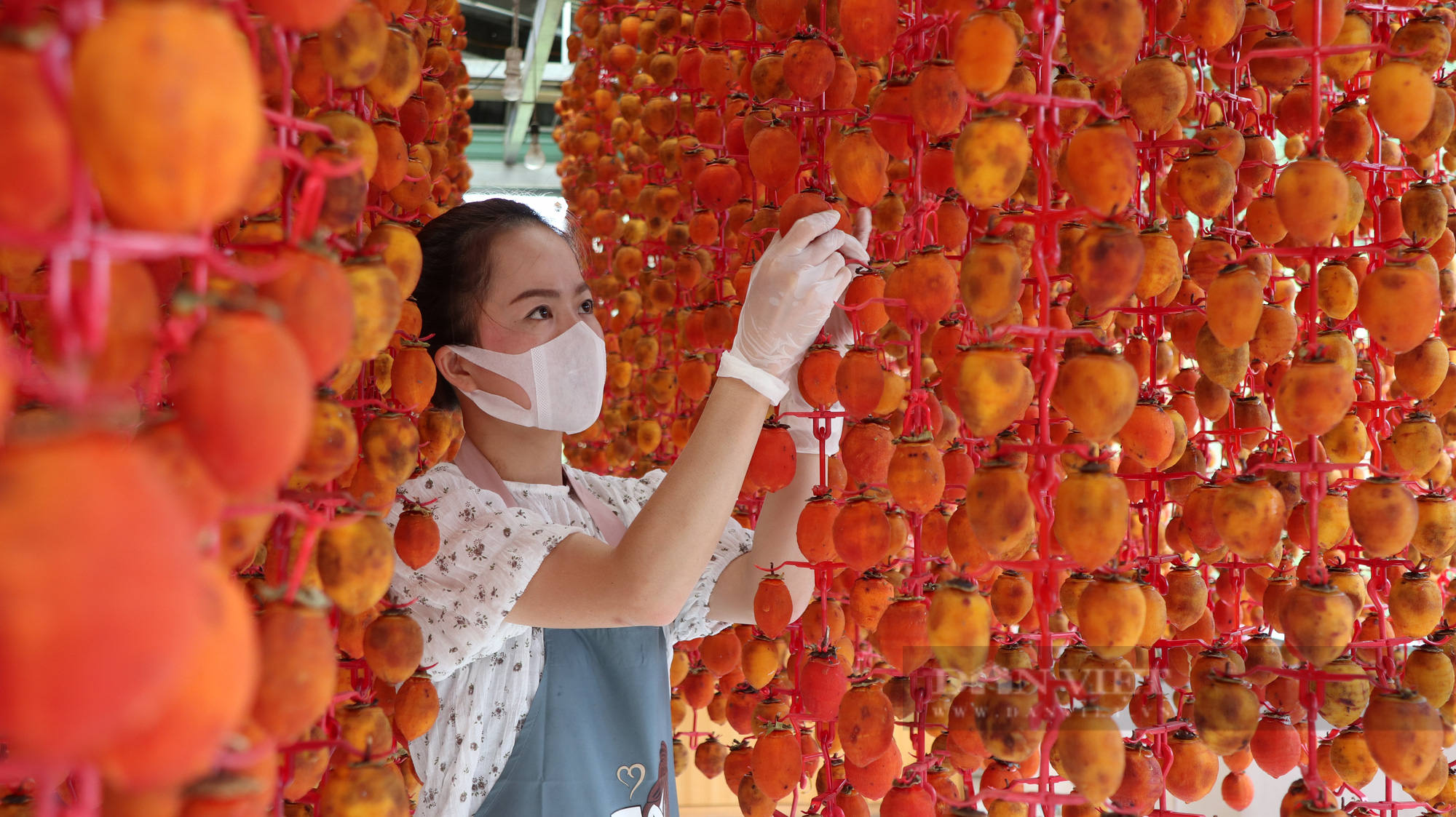 Vì sao người làm hồng treo gió Đà Lạt phải &quot;mát xa&quot; cho hồng mỗi ngày? - Ảnh 9.