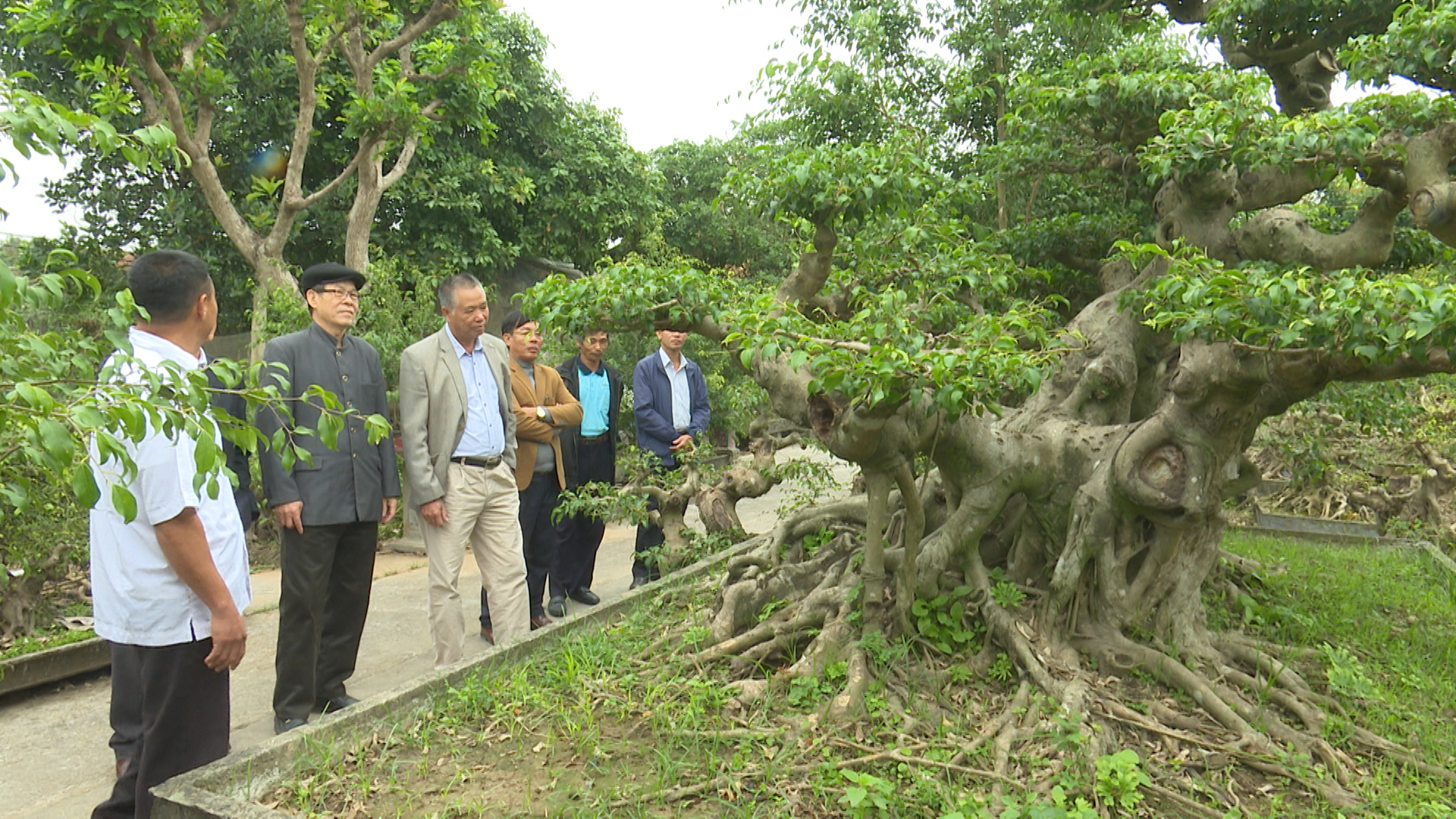 Thái Bình: Trồng cây cảnh làm giàu-&quot;báu vật&quot; của làng là 2 cây sanh &quot;cổ, kỳ, mỹ, văn&quot; giá tiền tỷ, đại gia săn lùng - Ảnh 2.