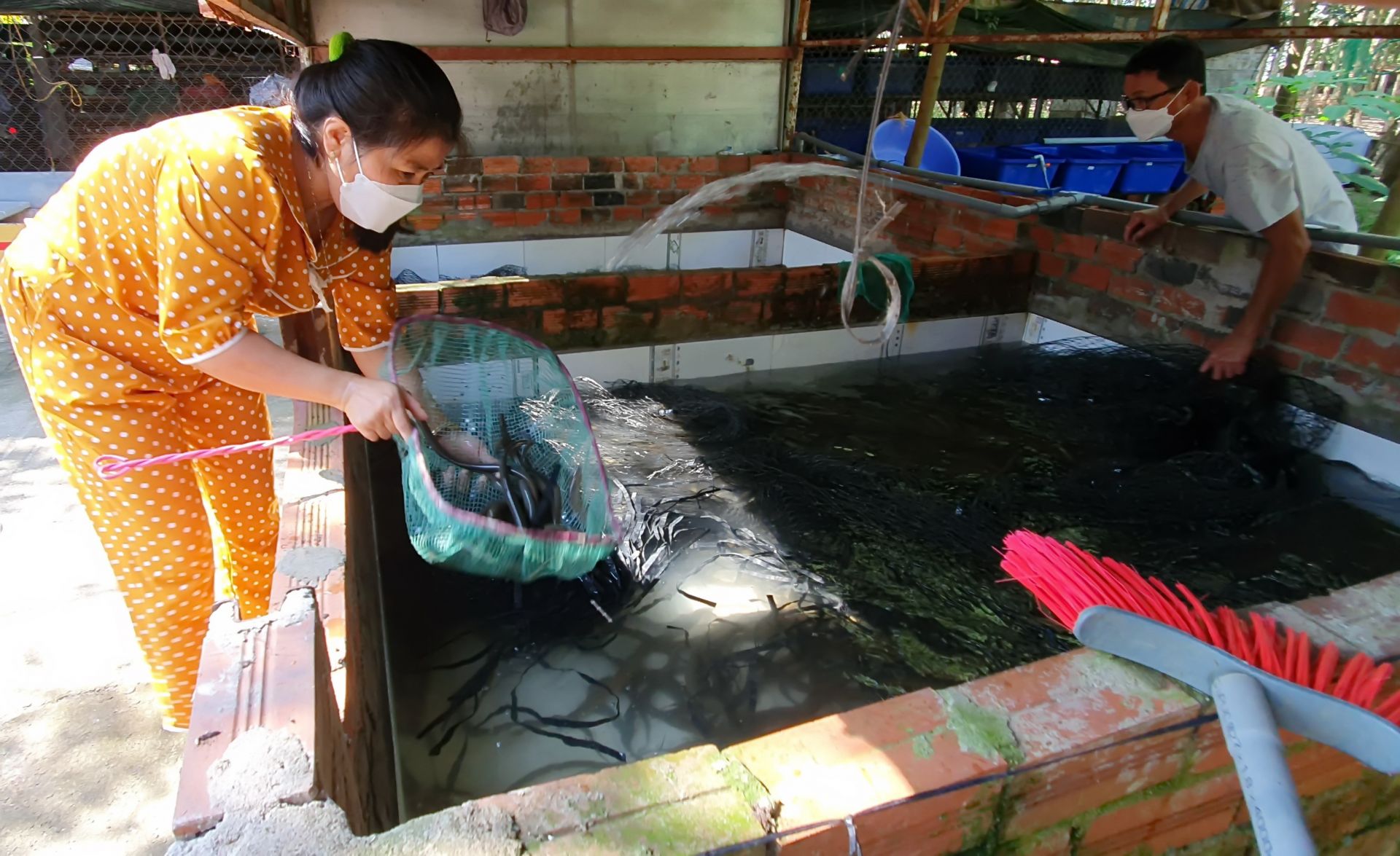 Tây Ninh: Nuôi lươn không bùn, bắt bán toàn con to bự, cứ bán 1.000 con nông dân lãi 20 triệu - Ảnh 1.