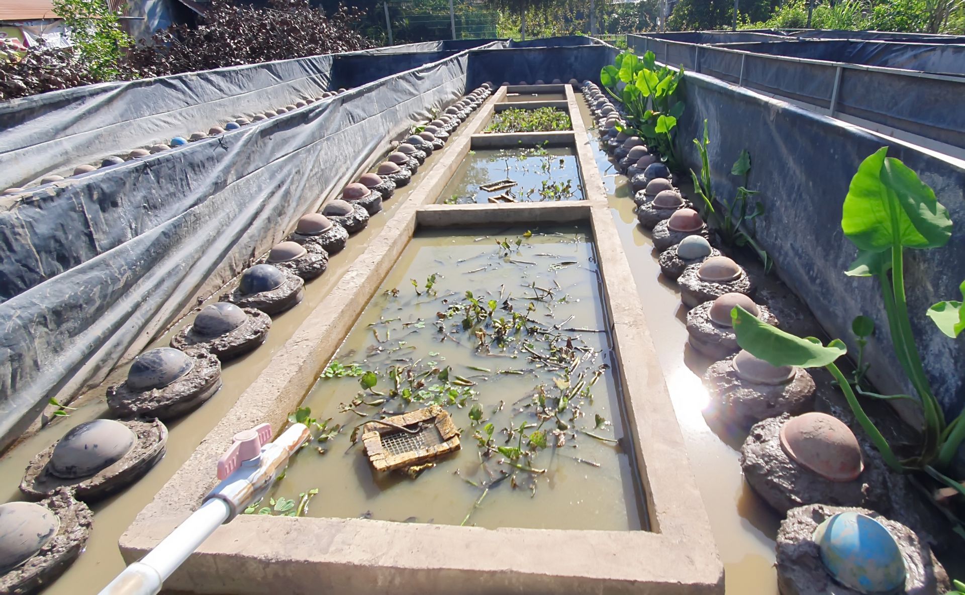 Tây Ninh: Nuôi lươn không bùn, bắt bán toàn con to bự, cứ bán 1.000 con nông dân lãi 20 triệu - Ảnh 3.