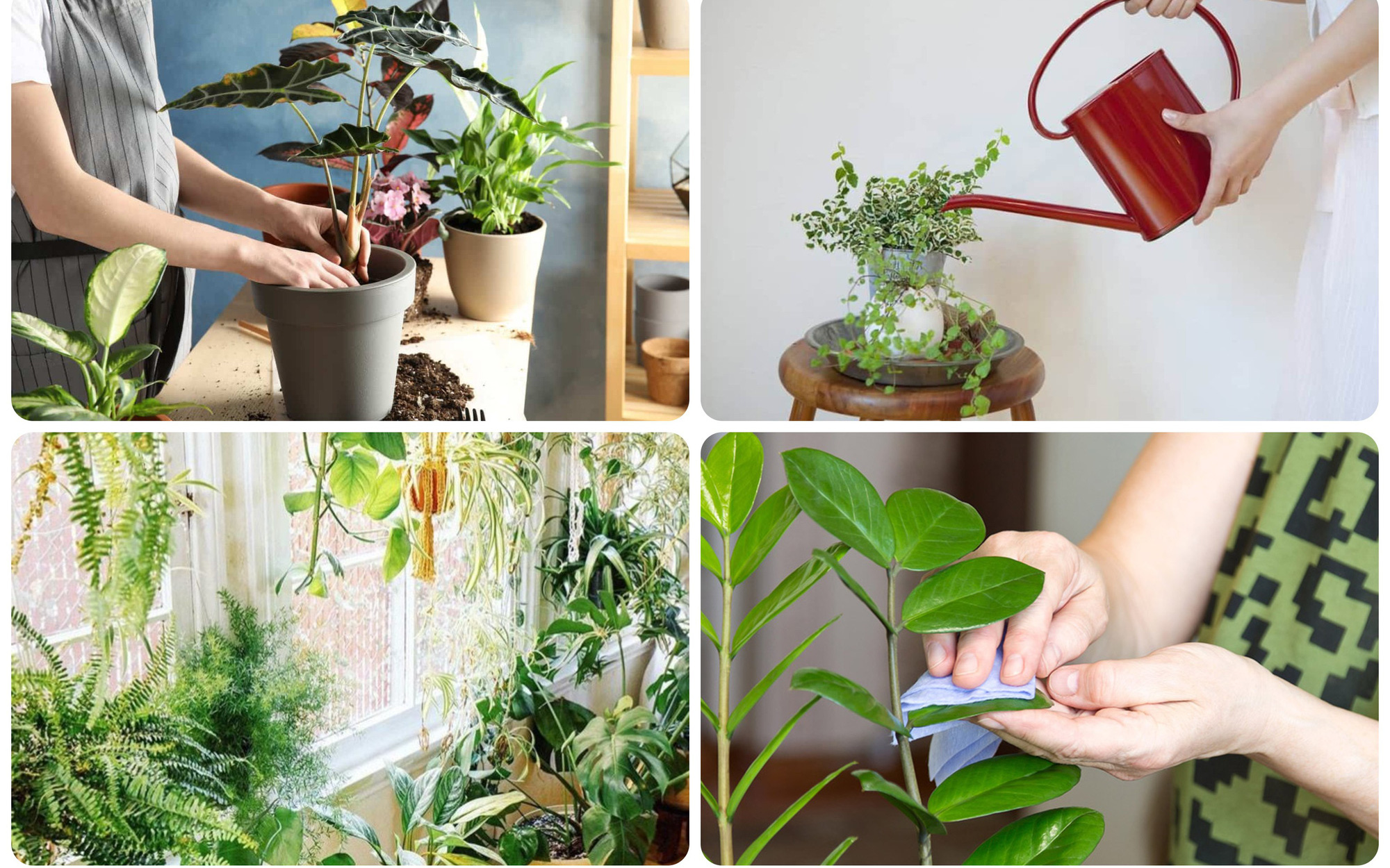 "Bỏ túi" ngay 4 mẹo cực dễ này giúp cây cảnh trồng trong nhà bạn quanh năm tươi tốt và khỏe mạnh