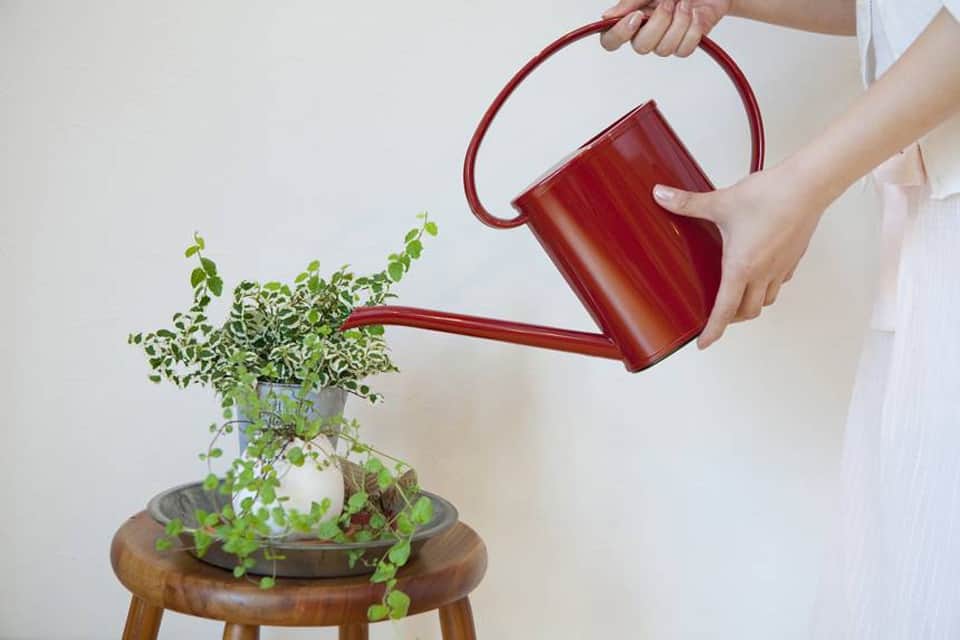 &quot;Bỏ túi&quot; ngay 4 mẹo cực dễ này giúp cây cảnh trồng trong nhà bạn quanh năm tươi tốt và khỏe mạnh - Ảnh 2.