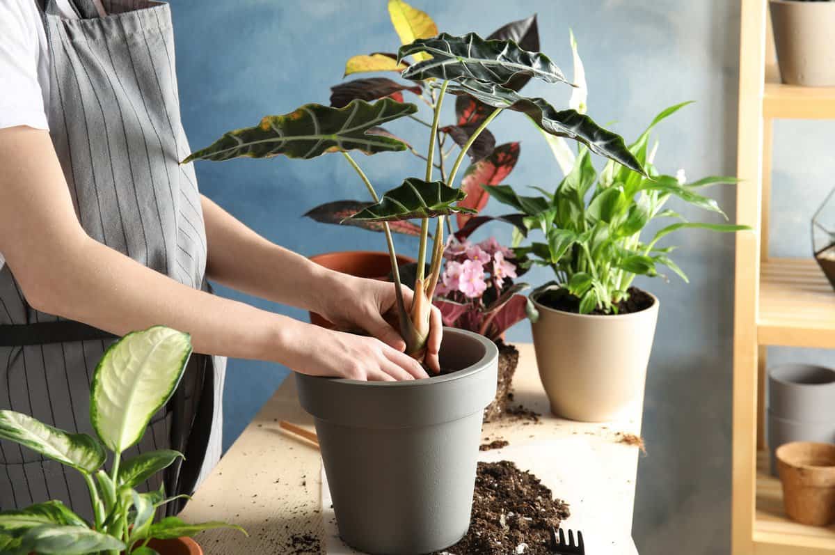 &quot;Bỏ túi&quot; ngay 4 mẹo cực dễ này giúp cây cảnh trồng trong nhà bạn quanh năm tươi tốt và khỏe mạnh - Ảnh 4.