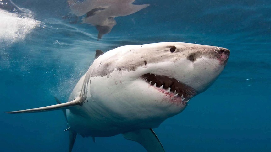 69+ hình xăm cá mập đẹp, ý nghĩa 2022 - ALONGWALKER