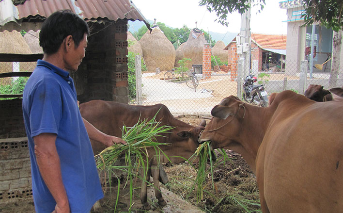 Phú Yên: Bò hơi giảm giá bất ngờ, gọi &quot;nóng máy&quot; mà thương lái còn không &quot;thèm&quot; đến mua - Ảnh 1.