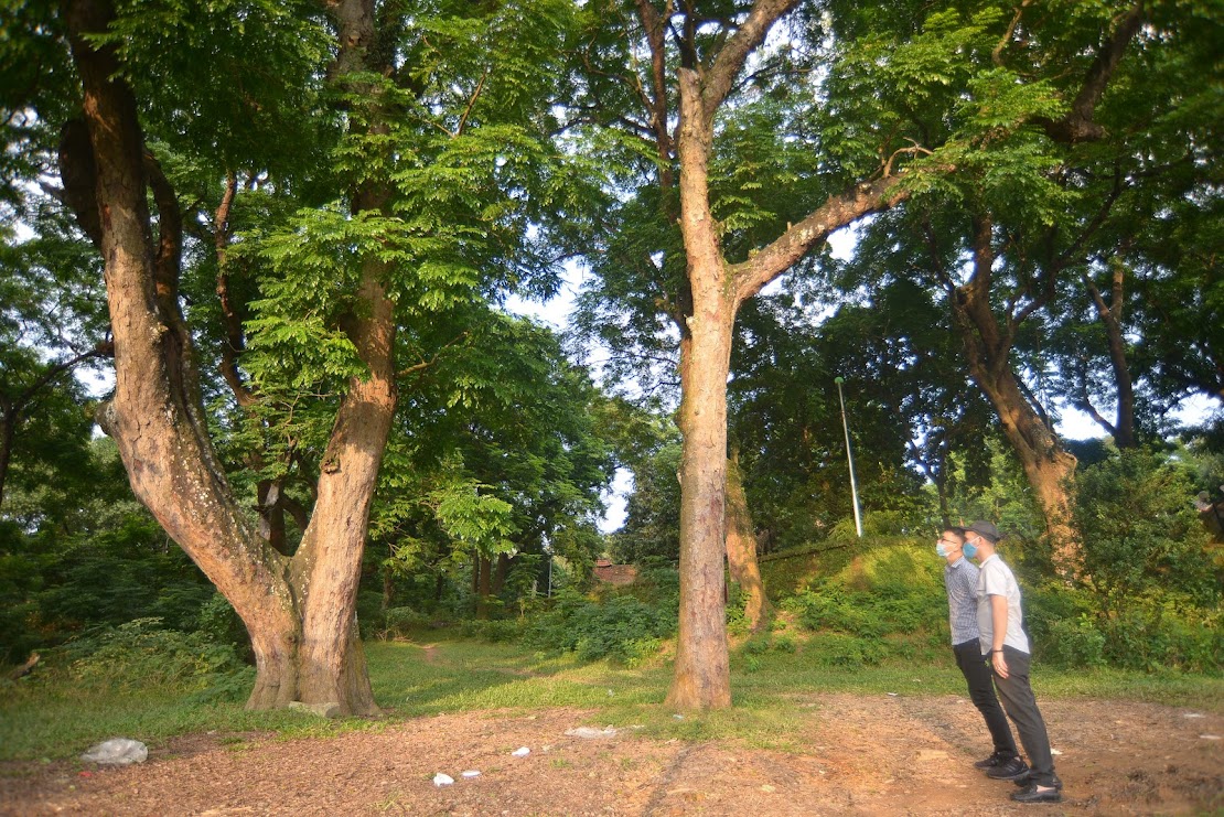 Chuyện về &quot;báu vật lộ thiên&quot; rừng lim xanh trong khuôn viên Đền Và - Ảnh 3.