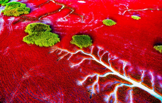Kinh ngạc với &quot;biển&quot; ngập tràn rong rêu đỏ rực - Ảnh 3.