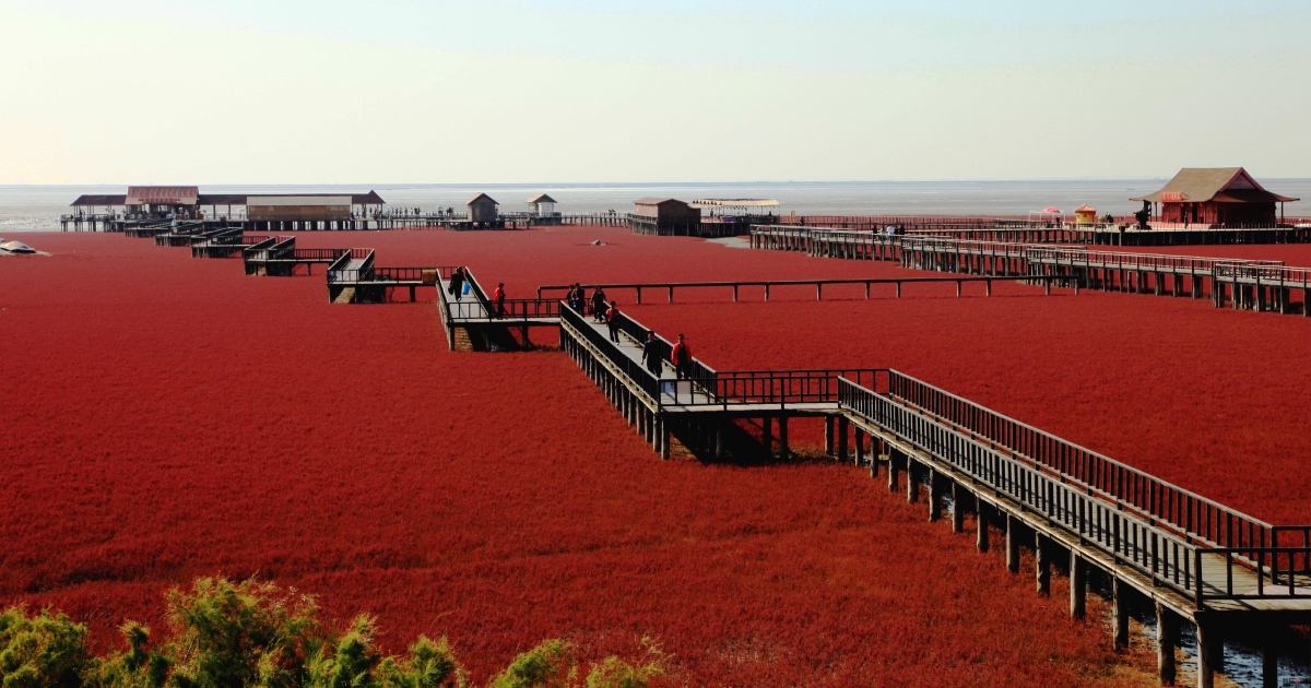 Kinh ngạc với &quot;biển&quot; ngập tràn rong rêu đỏ rực - Ảnh 5.