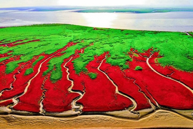 Kinh ngạc với &quot;biển&quot; ngập tràn rong rêu đỏ rực - Ảnh 9.