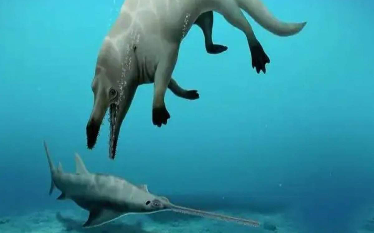 Bất ngờ loài 'cá voi bốn chân' có khả năng xé xác con mồi chỉ trong chớp mắt