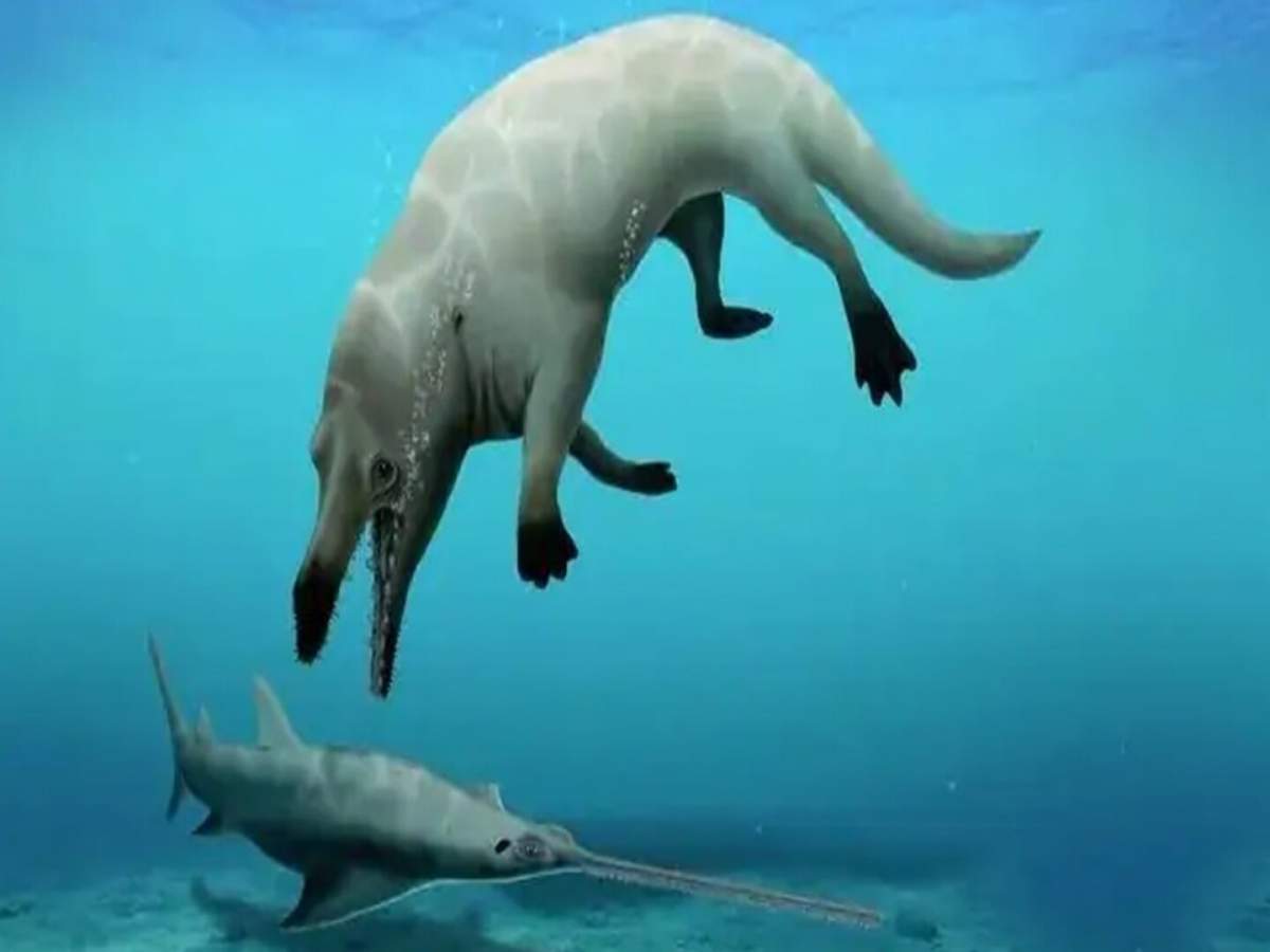 Bất ngờ loài 'cá voi bốn chân' có khả năng xé xác con mồi chỉ trong chớp mắt - Ảnh 1.