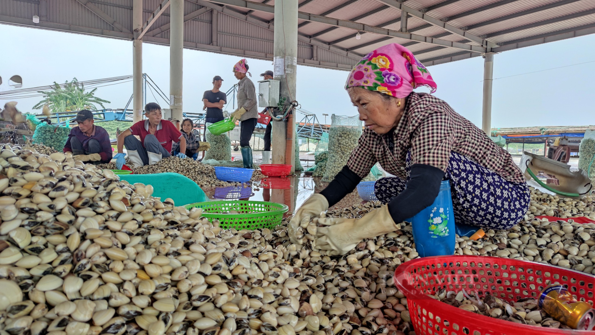 Kiến Thụy (Hải Phòng): Quy hoạch vùng nuôi ngao “thụt lùi”, hàng trăm hộ dân kêu cứu - Ảnh 2.