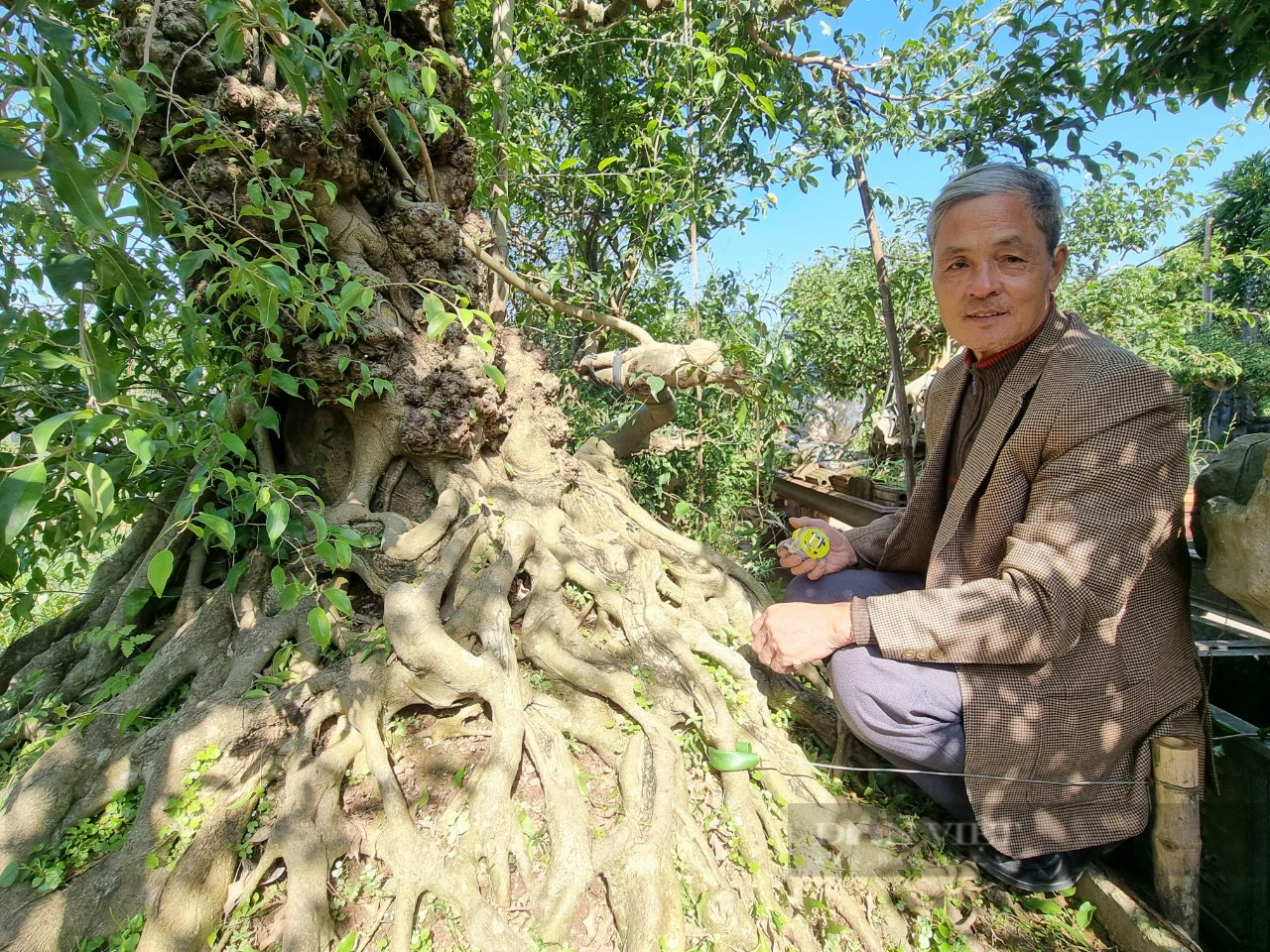 Ninh Bình: Thưởng ngoạn cây sanh cổ “lão mai bồng quý tử” hiếm gặp - Ảnh 2.