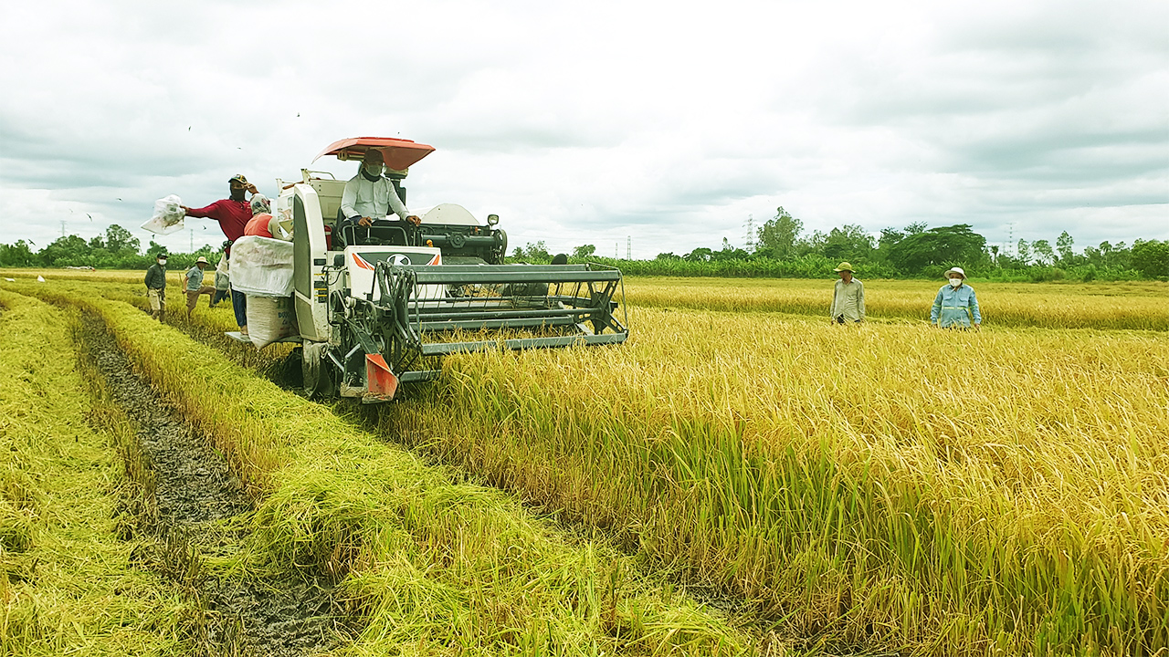 Mô hình sản xuất lúa hiện đại đem lại nhiều lợi ích cho nhà nông  Nhịp  sống kinh tế Việt Nam  Thế giới
