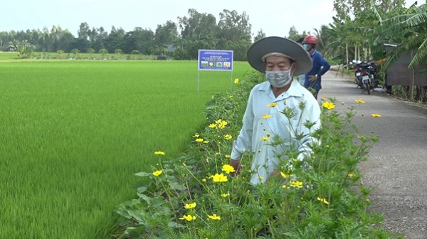 Đối phó với &quot;nạn&quot; phân bón tăng cao, vì sao nông dân vùng này của tỉnh An Giang lại trồng hoa xung quanh ruộng lúa? - Ảnh 1.