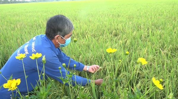 Đối phó với &quot;nạn&quot; phân bón tăng cao, vì sao nông dân vùng này của tỉnh An Giang lại trồng hoa xung quanh ruộng lúa? - Ảnh 2.