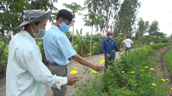 Đối phó với &quot;nạn&quot; phân bón tăng cao, vì sao nông dân vùng này của tỉnh An Giang lại trồng hoa xung quanh ruộng lúa? - Ảnh 3.