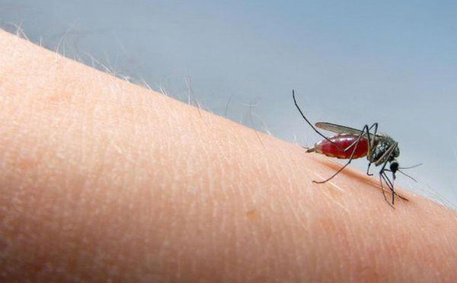 Muỗi đốt có làm lây nhiễm HIV không