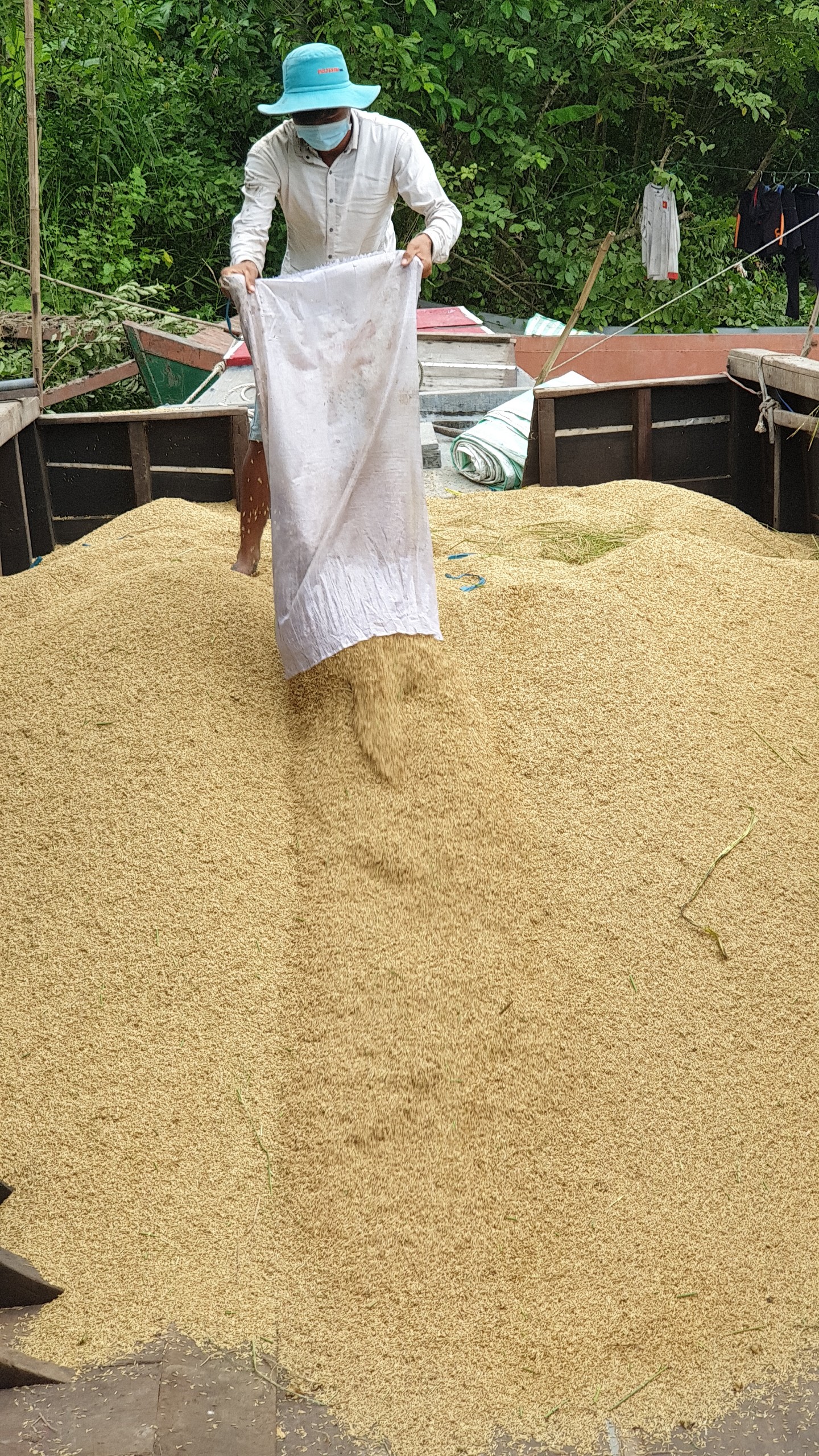 Liên kết trồng lúa, gạo Việt bay sang Âu, Mỹ - Ảnh 2.