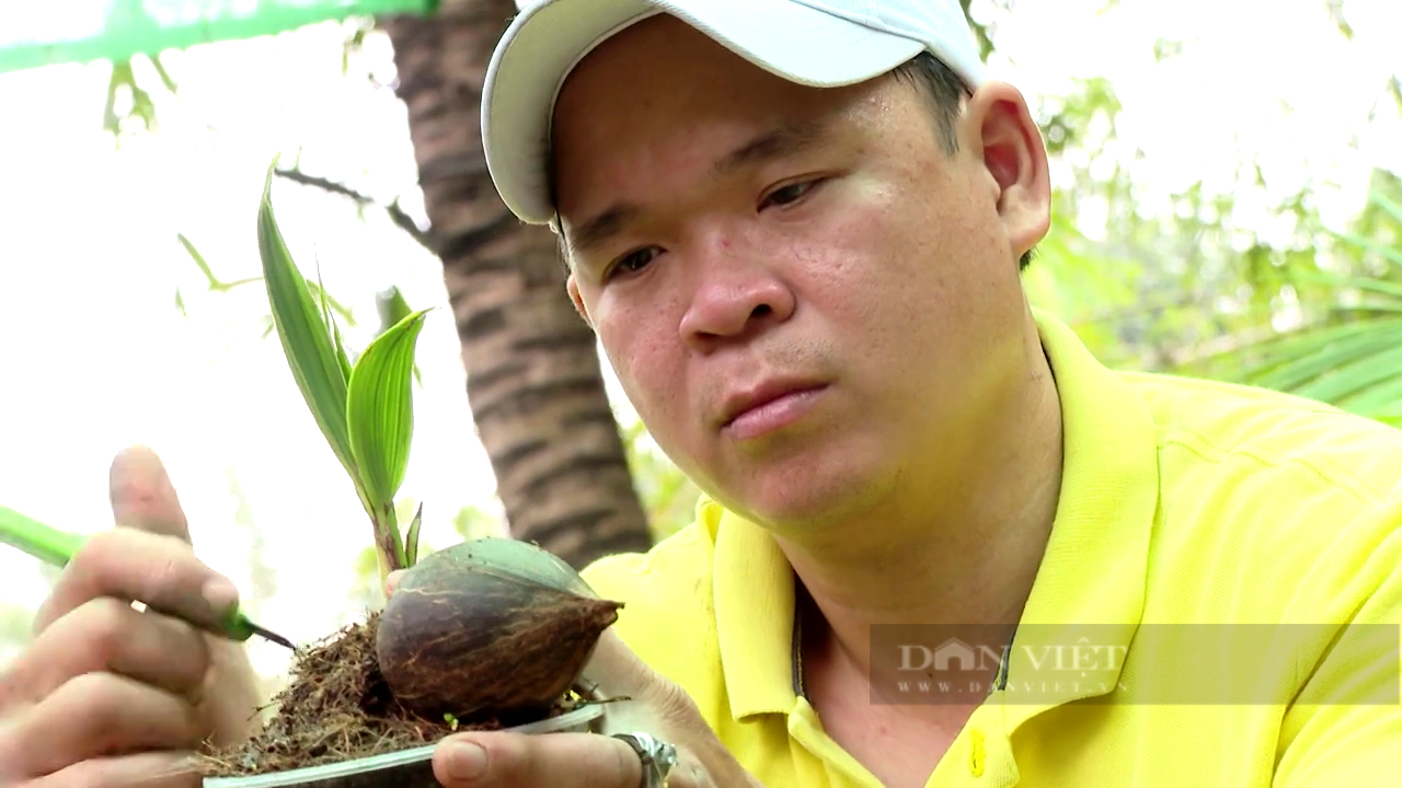 Tiền Giang: Anh công nhân thủy sản “phù phép” ra hàng loạt dừa bonsai siêu mini độc lạ không kịp bán - Ảnh 1.