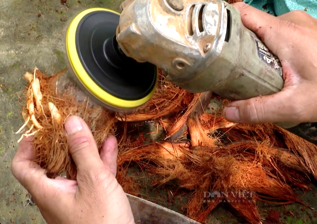Tiền Giang: Anh công nhân thủy sản “phù phép” ra hàng loạt dừa bonsai siêu mini độc lạ không kịp bán - Ảnh 2.