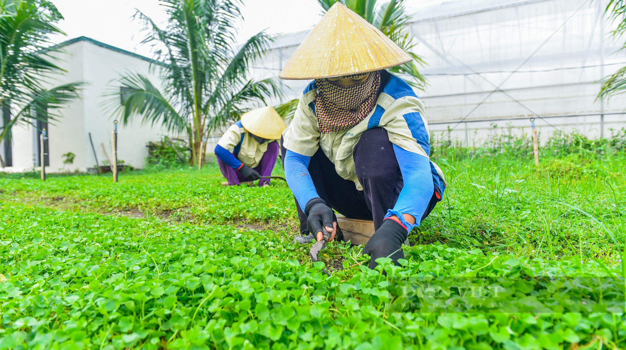 Giám đốc xứ Thanh chia sẻ bí quyết làm ra thứ bột rau bán sang Nhật Bản giá 6 triệu đồng/kg - Ảnh 3.