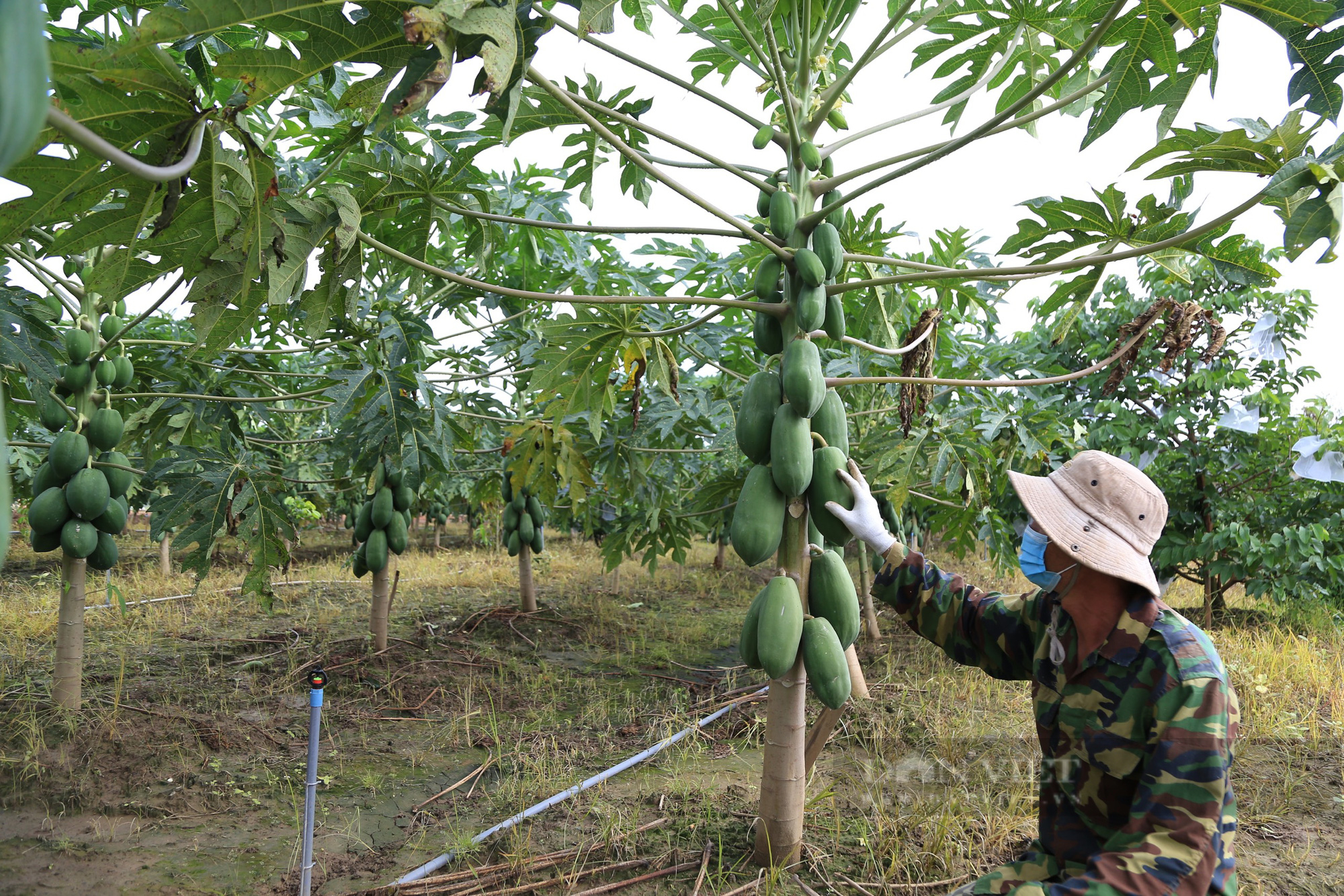 Loại quả vỏ xanh ruột vàng mang lại giá trị kinh tế cao cho người dân ở Đắk Nông - Ảnh 1.