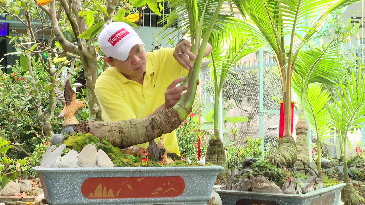 Tiền Giang: Anh công nhân thủy sản “phù phép” ra hàng loạt dừa bonsai siêu mini độc lạ không kịp bán - Ảnh 6.