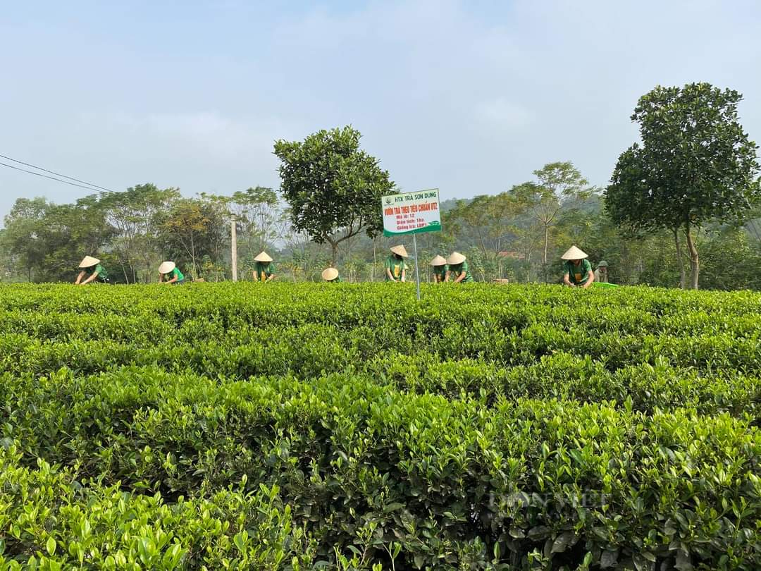 Thái Nguyên: Người phụ nữ bảo tồn giống chè cổ, đưa hương trà lan tỏa khắp các vùng miền - Ảnh 5.
