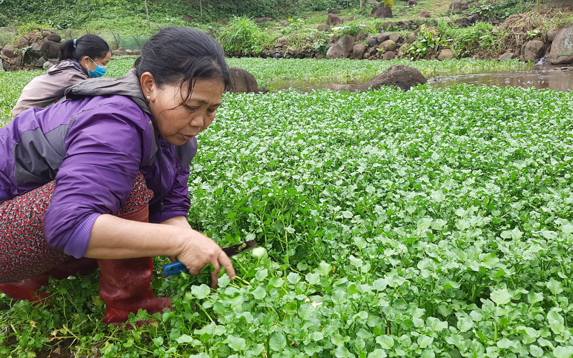 Quảng Trị: Khám phá vùng đất có 14 giếng cổ Chăm Pa, trồng ra thứ rau đặc sản độc đáo nhất Việt Nam