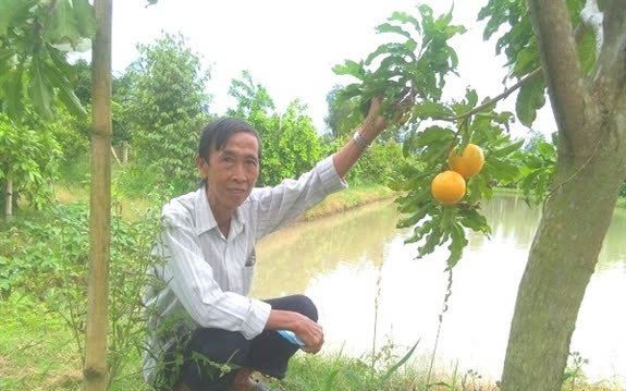 Hậu Giang: Trồng thứ cây lạ trong vườn sầu riêng, hái 1 tấn trái bán, ông nông dân lời 150 triệu ngon ơ