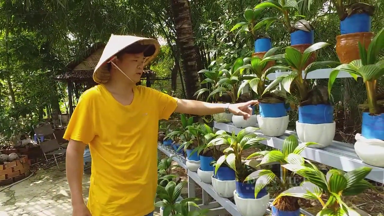 Tiền Giang: Anh công nhân thủy sản “phù phép” ra hàng loạt dừa bonsai siêu mini độc lạ không kịp bán - Ảnh 7.