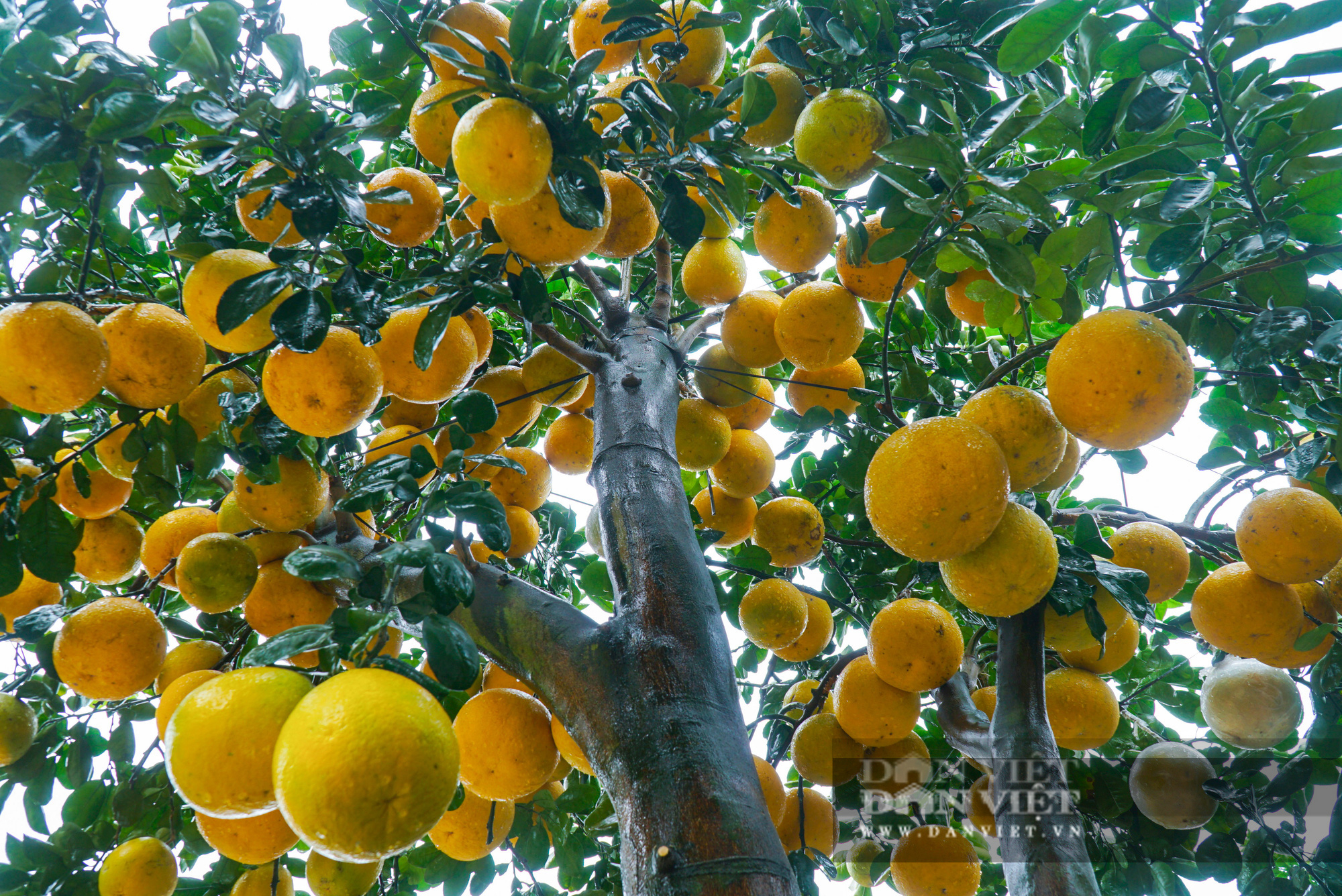 Bưởi cổ thụ dáng độc, trĩu quả giá hàng trăm triệu chờ đại gia rinh về chơi Tết - Ảnh 3.