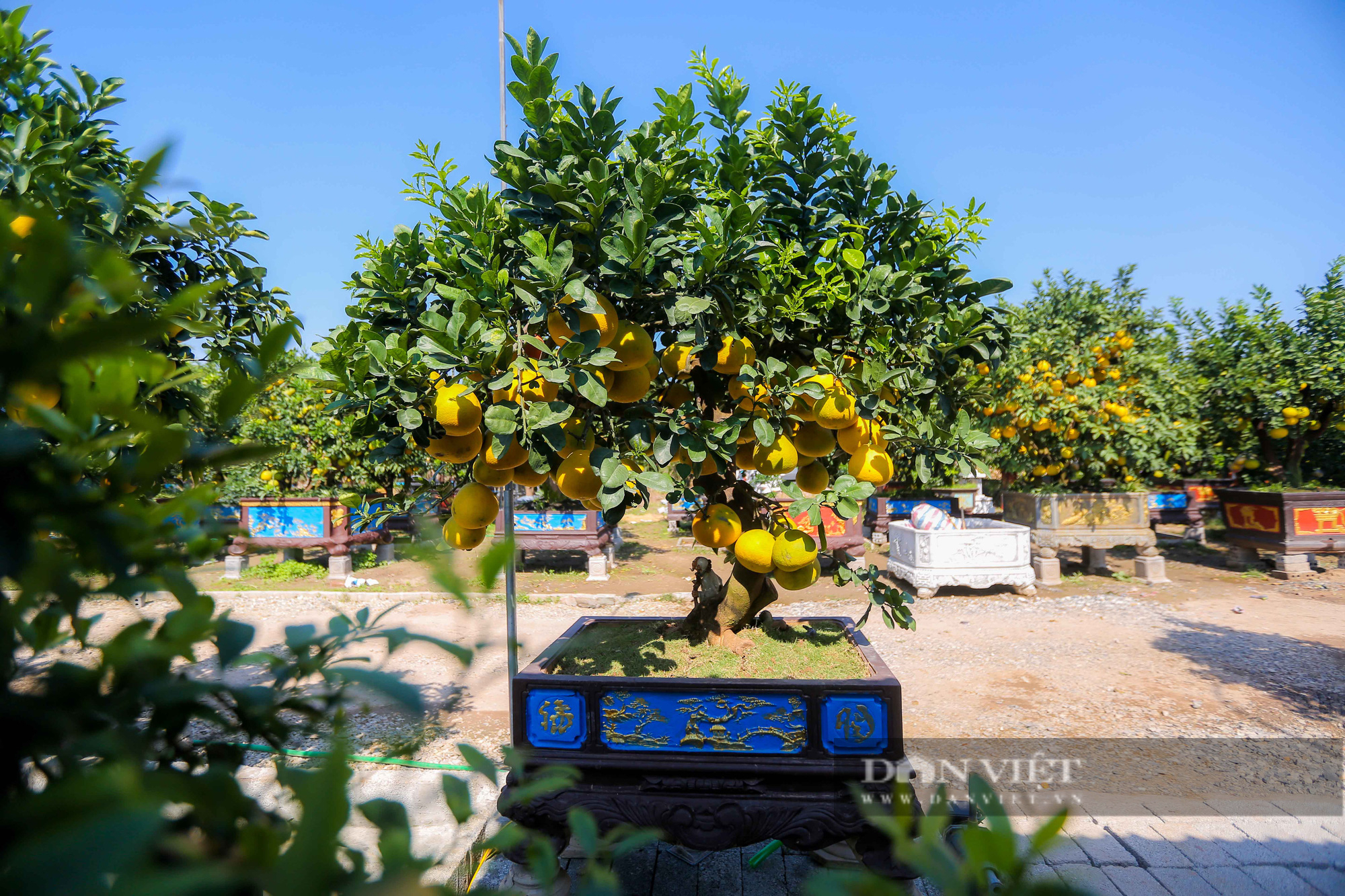 Bưởi cổ thụ dáng độc, trĩu quả giá hàng trăm triệu chờ đại gia rinh về chơi Tết - Ảnh 8.