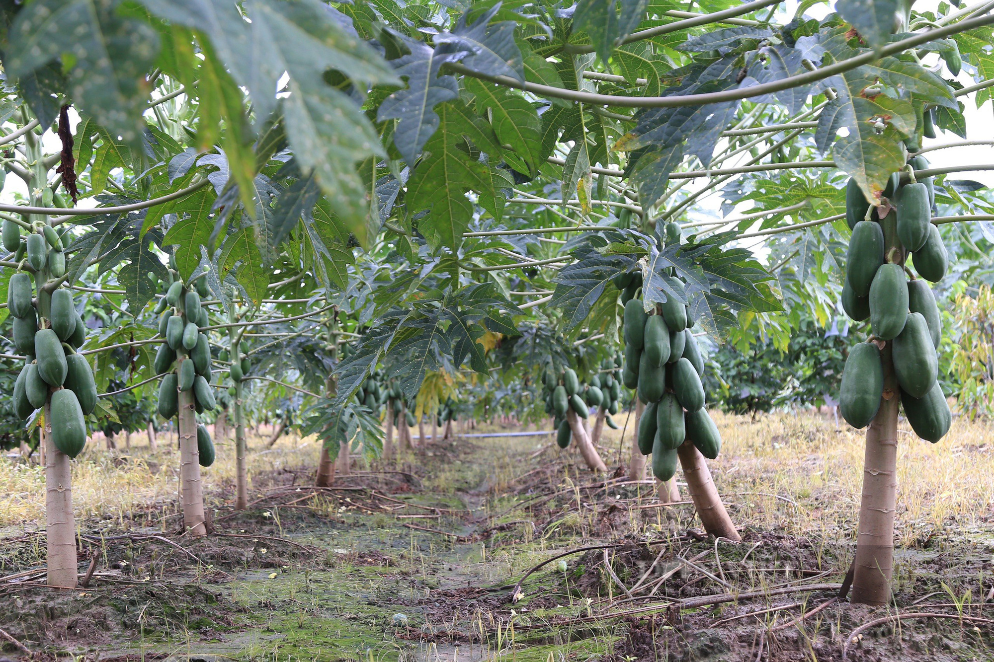Loại quả vỏ xanh ruột vàng mang lại giá trị kinh tế cao cho người dân ở Đắk Nông - Ảnh 2.