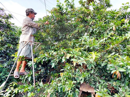 Trồng cây cảnh ở nơi này của tỉnh Vình Long, dân đang trèo thang chăm mai vàng, chưa Tết đã bán được 3 tỷ - Ảnh 3.